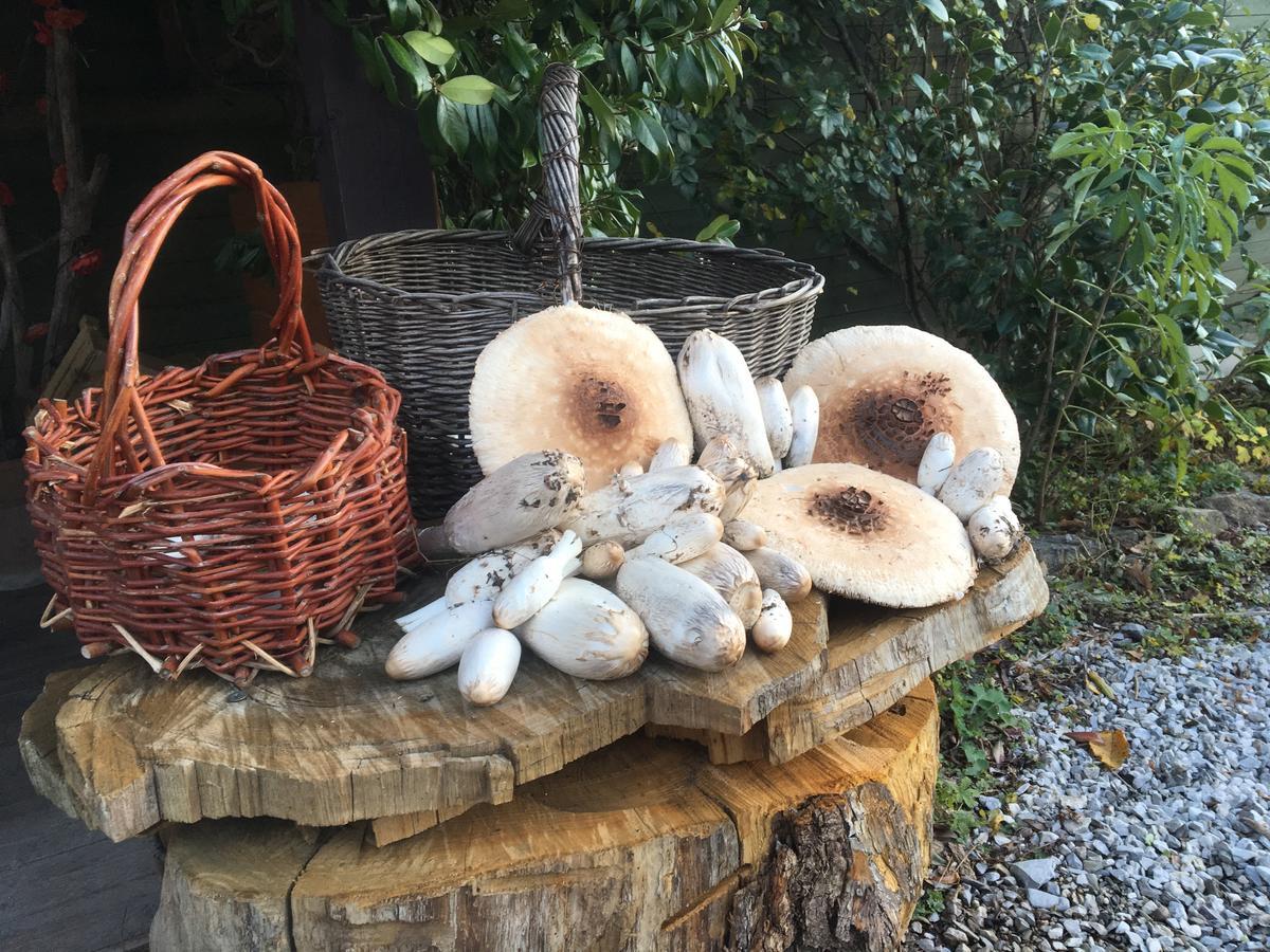 Agriturismo Il Mulino Stibiveri Quarto foto